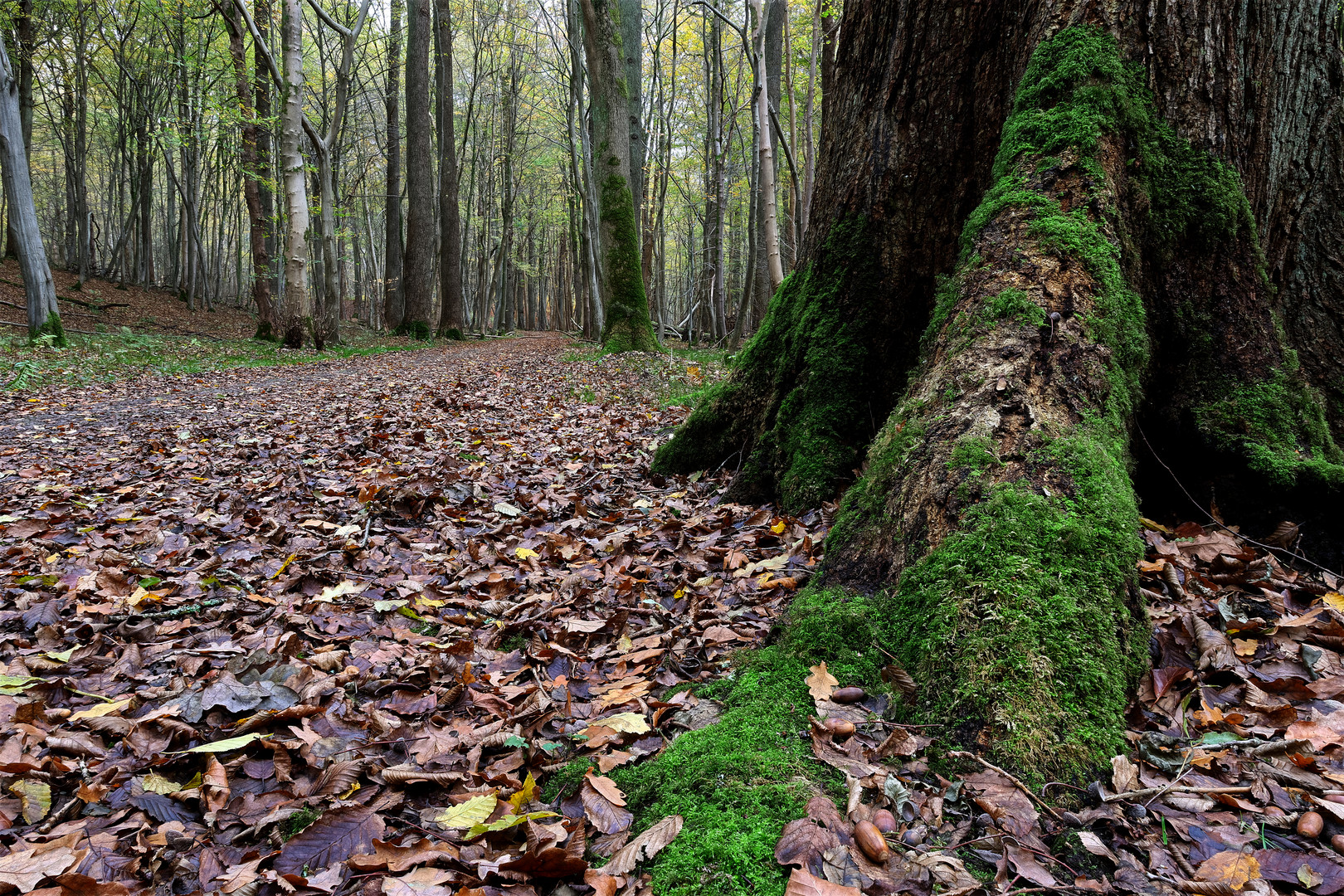 Chemin forestier