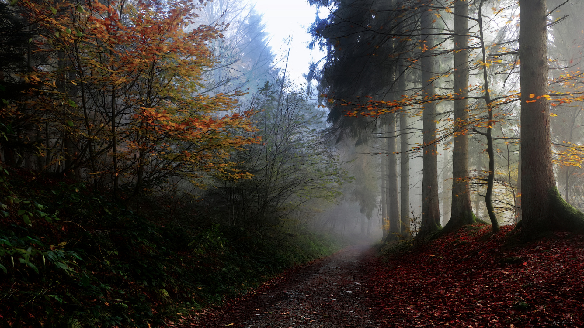 Chemin forestier