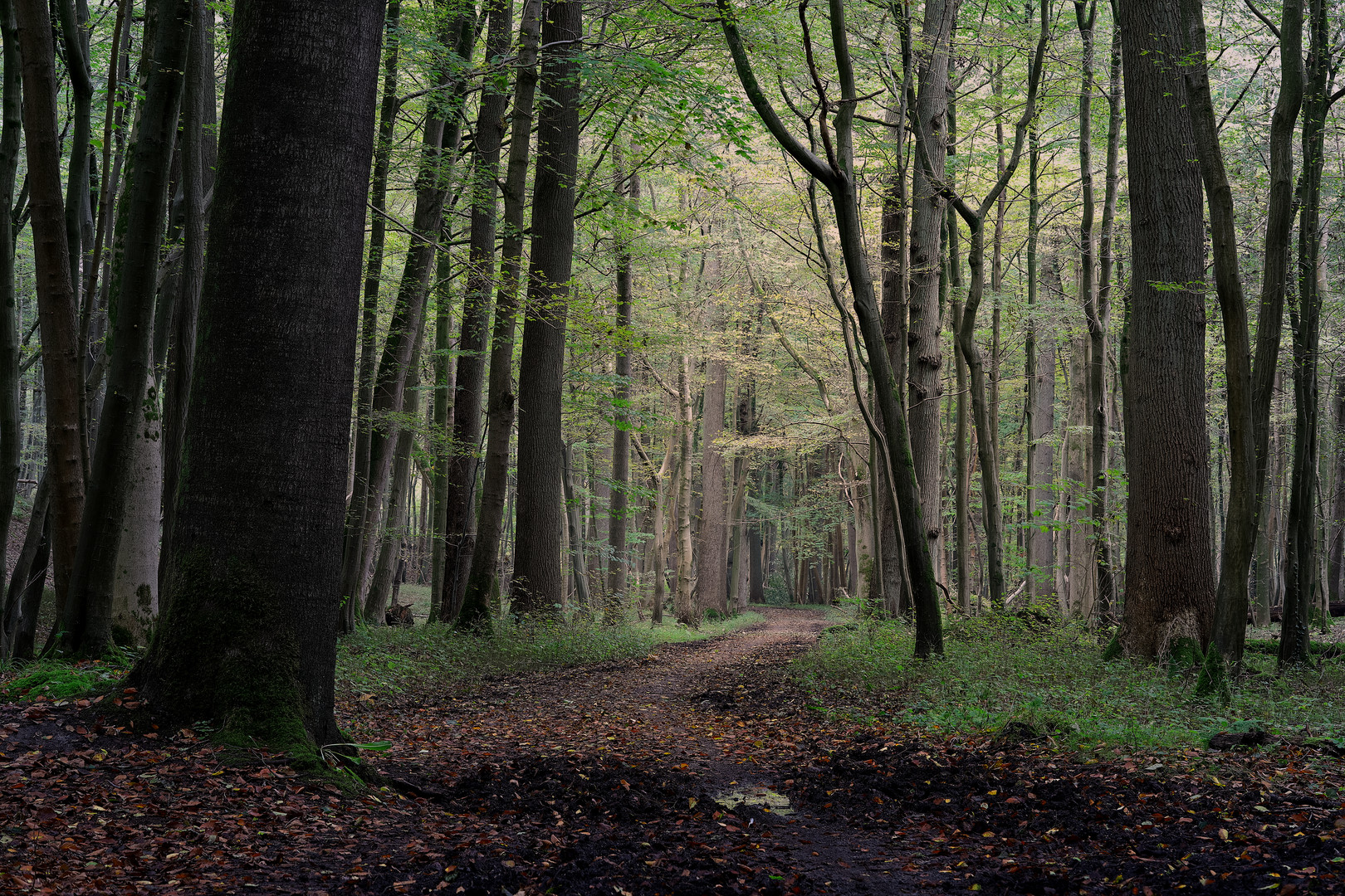 Chemin forestier