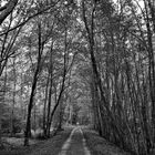 Chemin forestier