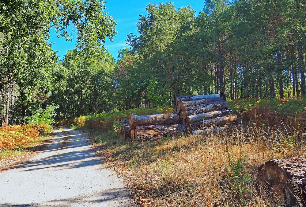 Chemin forestier dans la forêt des Landes de Gascogne