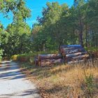 Chemin forestier dans la forêt des Landes de Gascogne