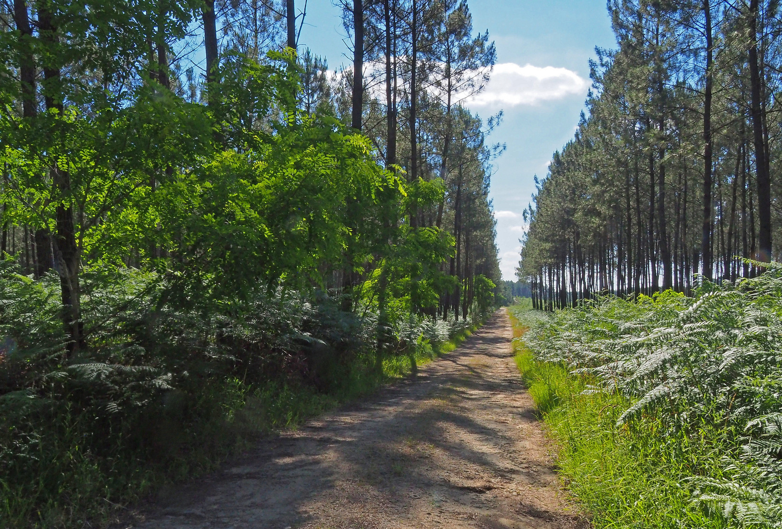 Chemin forestier dans les Landes