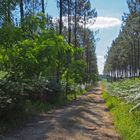 Chemin forestier dans les Landes