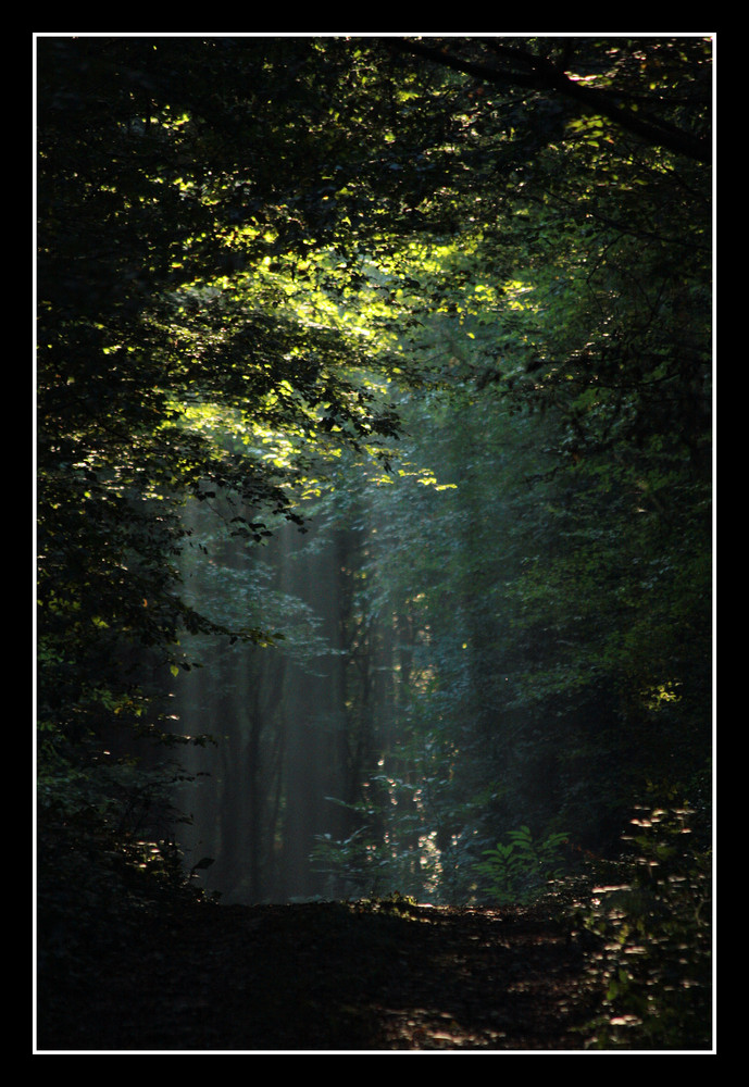 Chemin forestier de La Dombes