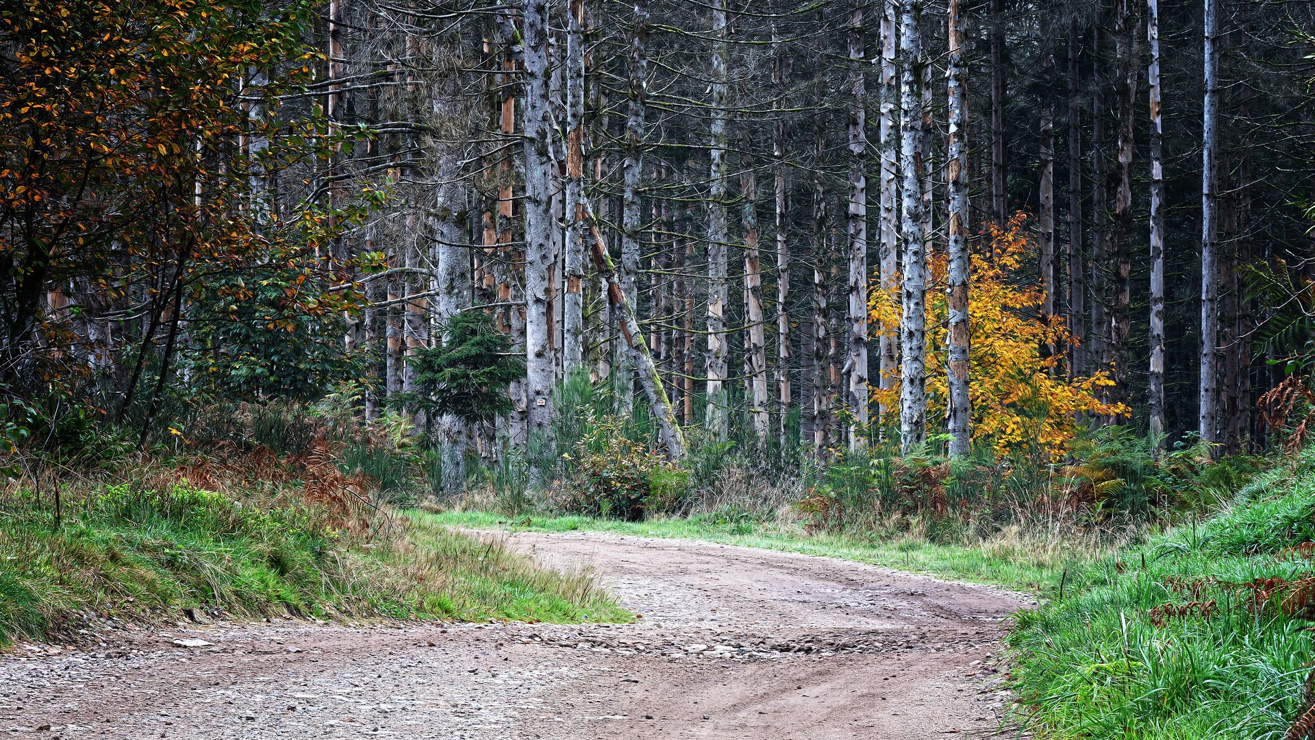 Chemin forestier