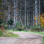 Chemin forestier