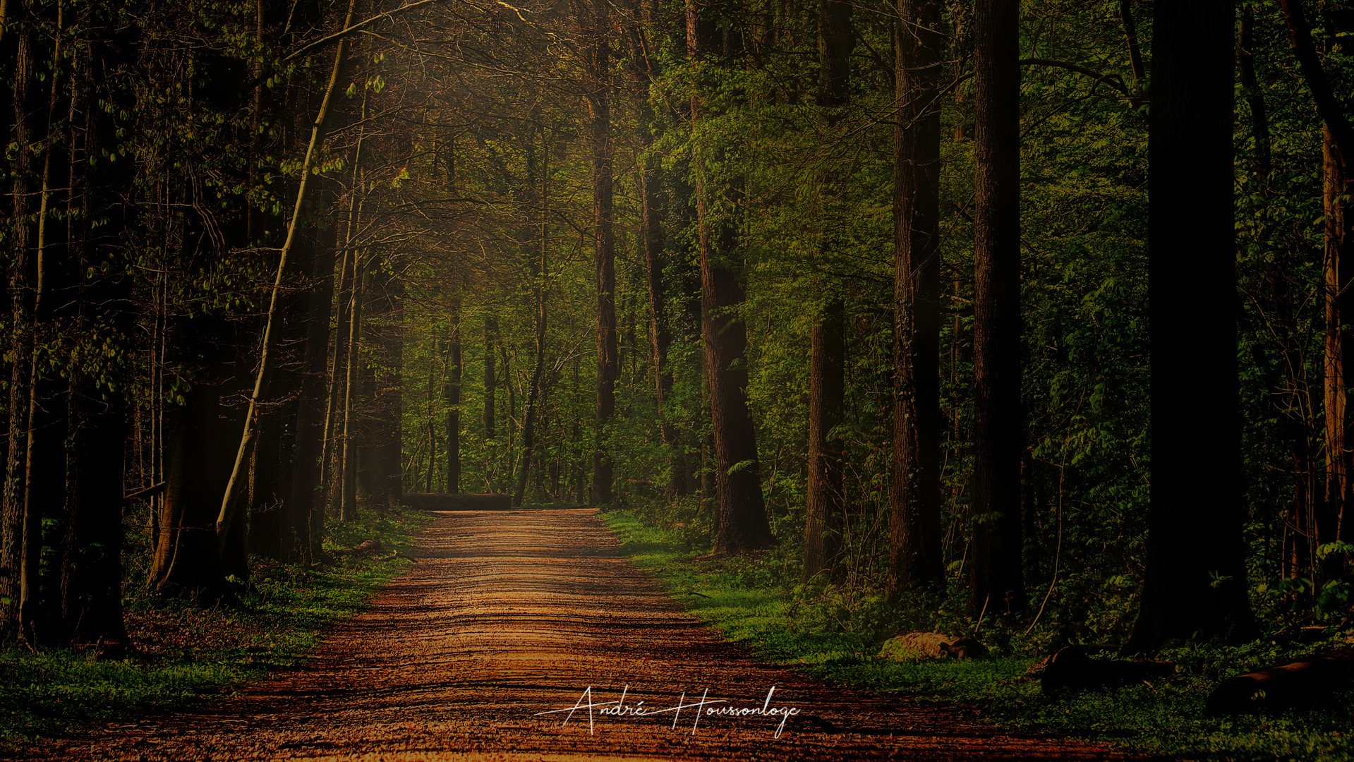 Chemin forestier