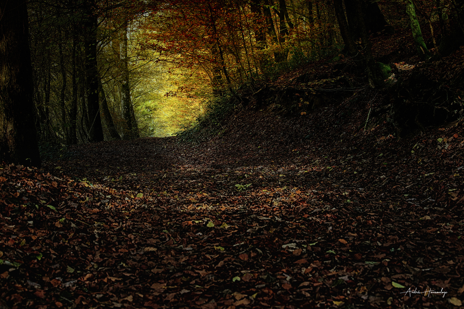 Chemin forestier