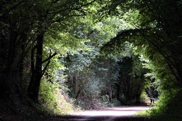 Chemin ombragé