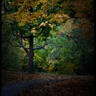 Chemin sous la pluie