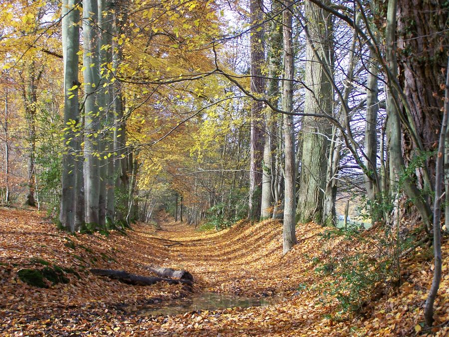 chemin tranquille