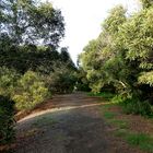 Chemin vers la mangrove