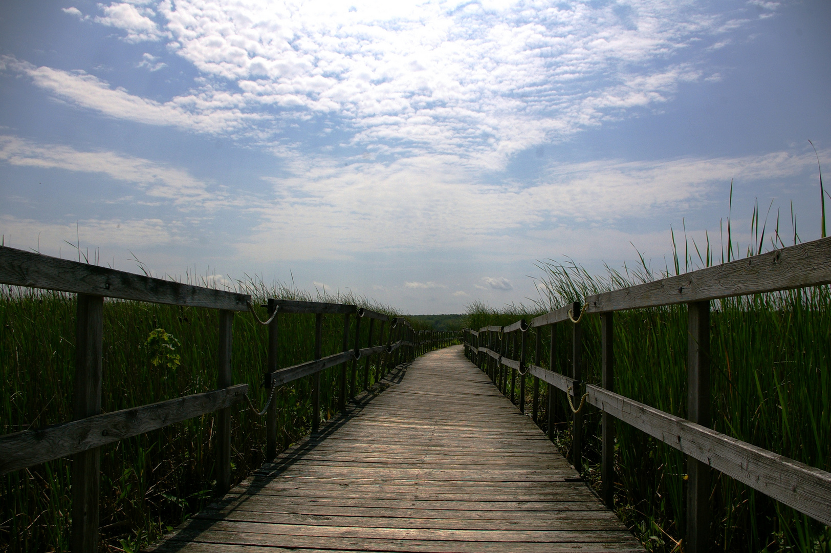 Chemin vers la nature