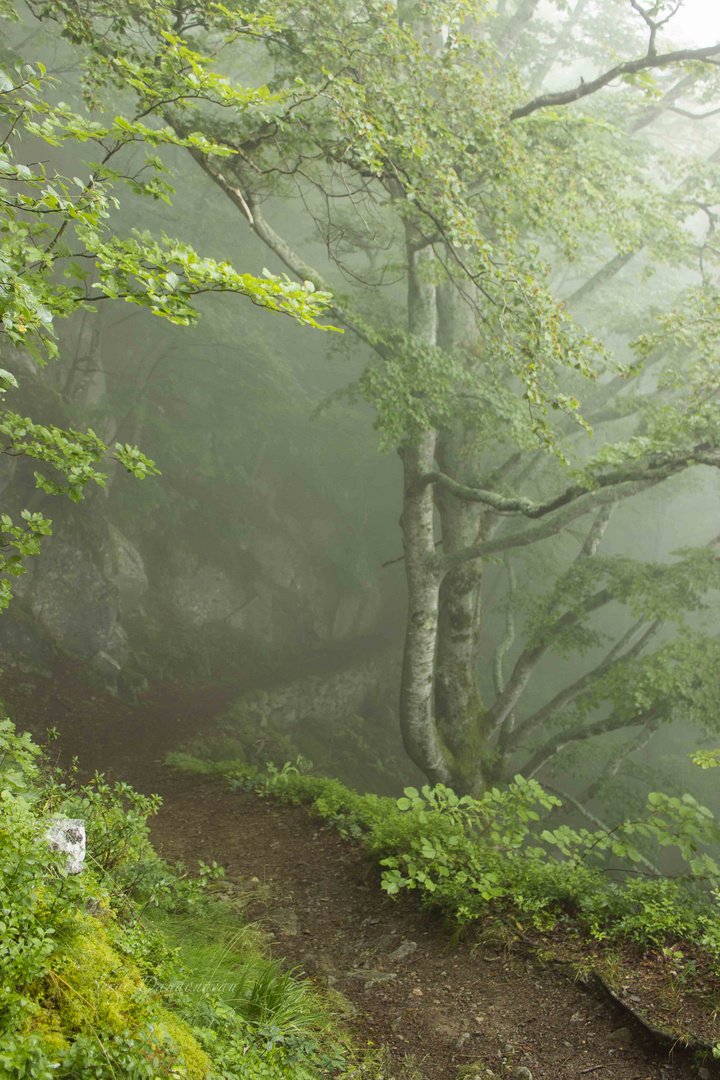 Chemins de montagne