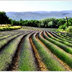 Chemins de Printemps.3.