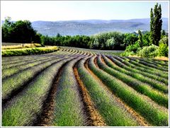 Chemins de Printemps.3.