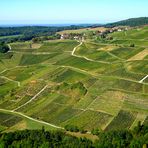 CHEMINS DES VIGNES DU JURA