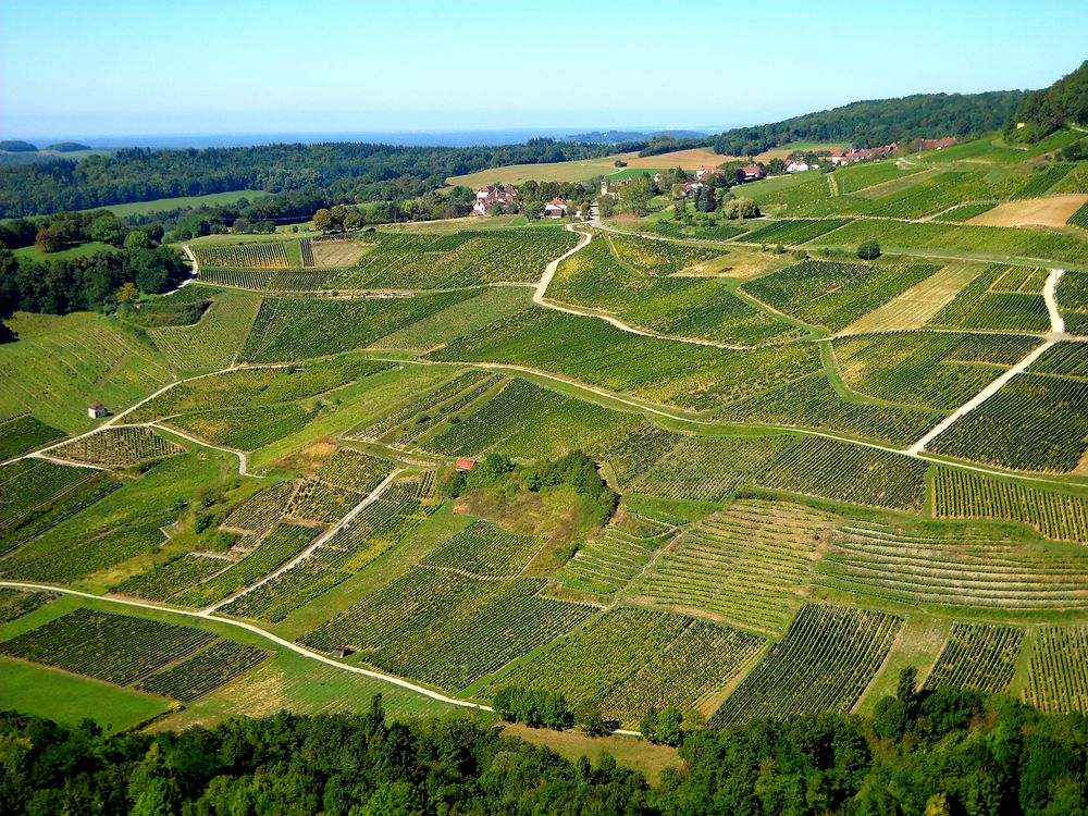 CHEMINS DES VIGNES DU JURA