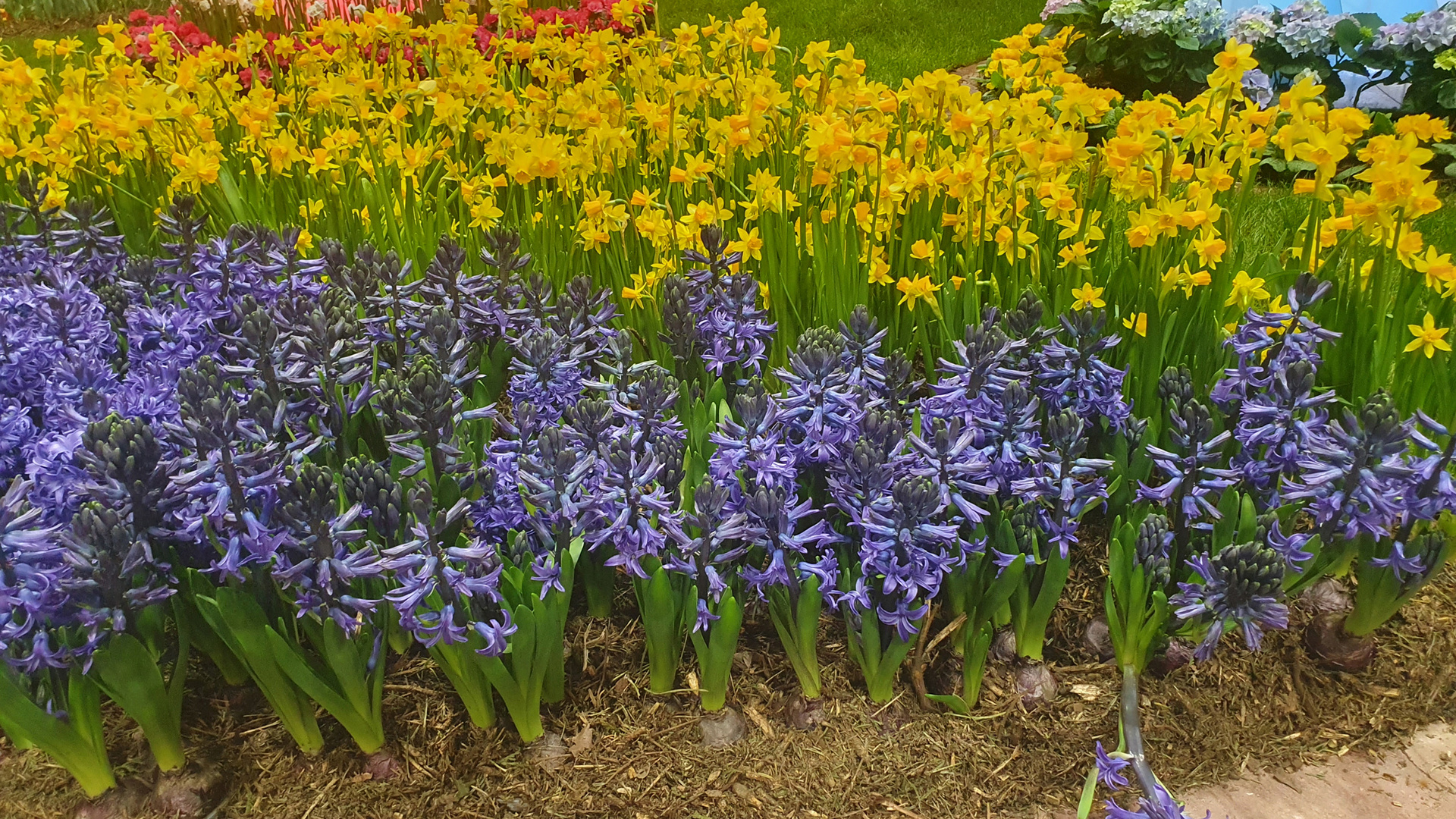 Chemnitzer Frühling (14)