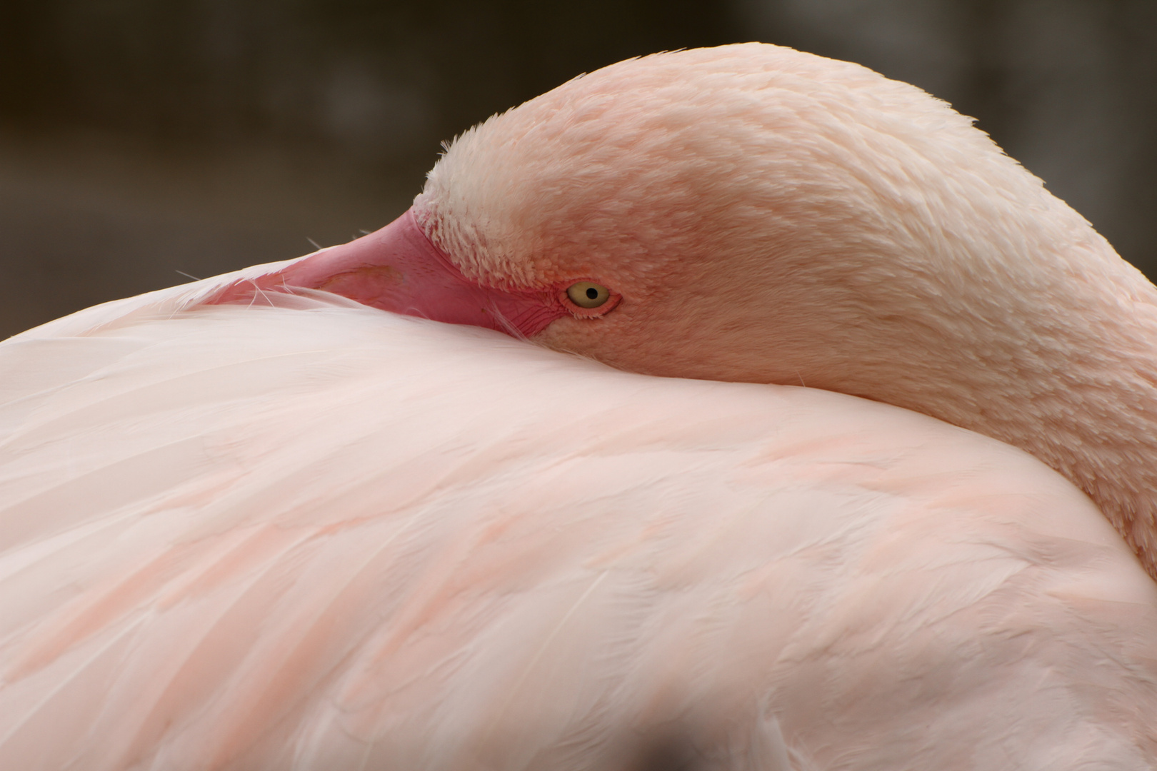 Chemnitzer Tierpark