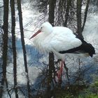 Chemnitzer Zoo