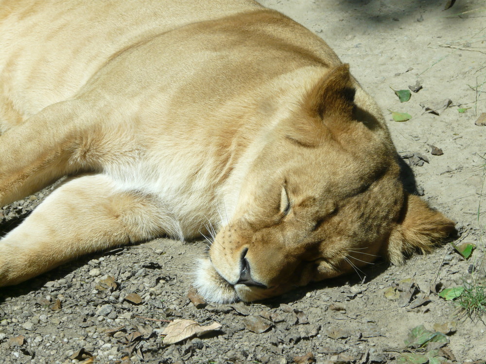 Chemnitzer Zoo