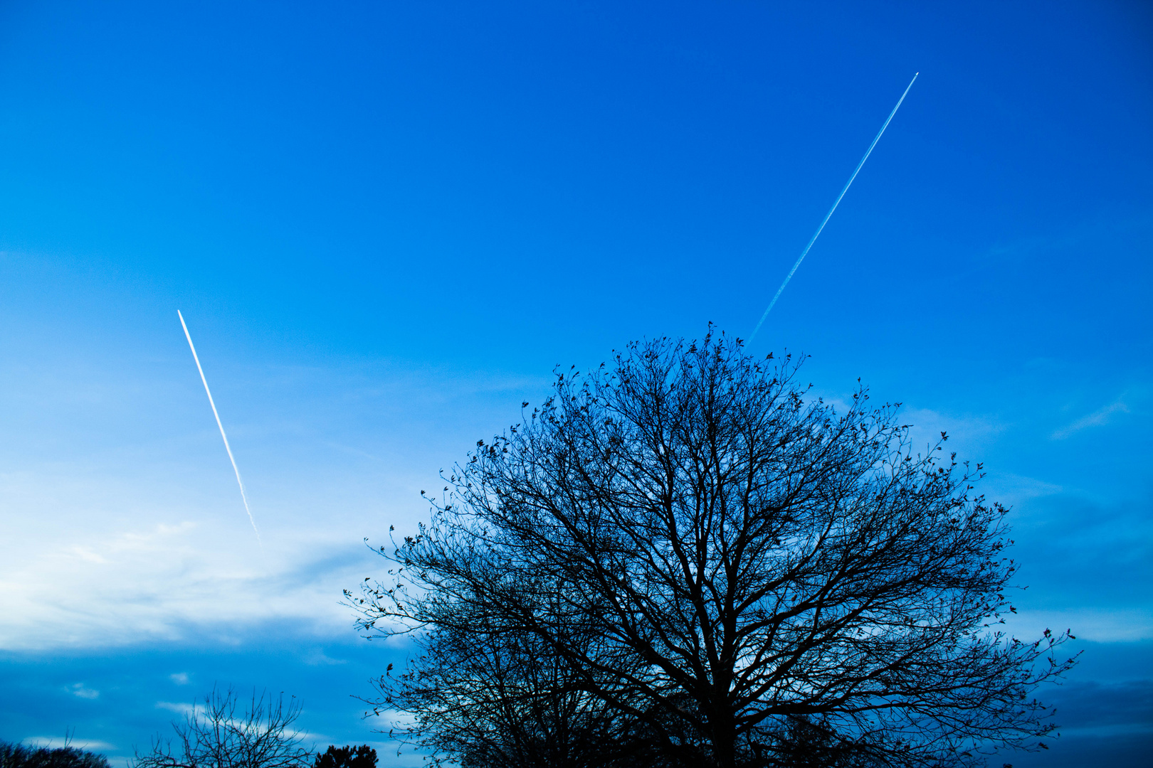 Chemtrails hinterm Baum