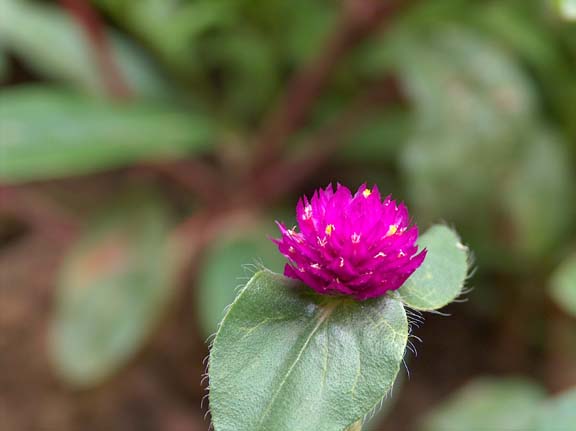 Chendumalli