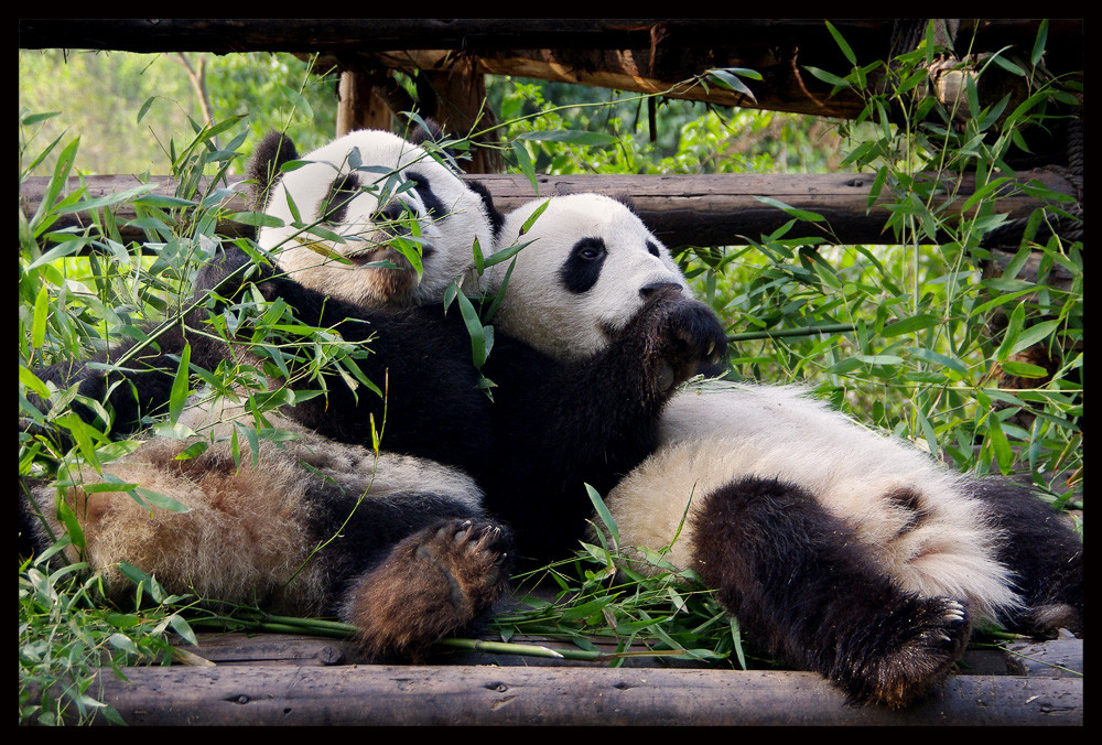 Chengdu Panda Base #2