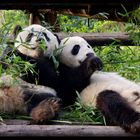 Chengdu Panda Base #2