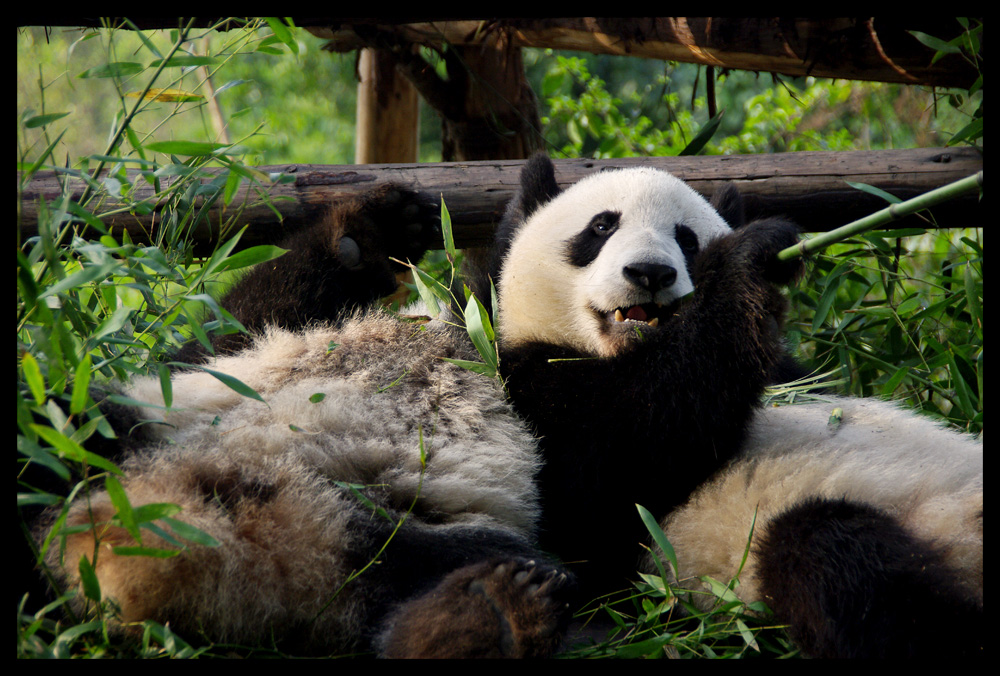 Chengdu Panda Base #3, Winke Winke