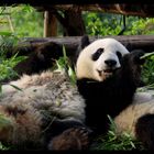 Chengdu Panda Base #3, Winke Winke