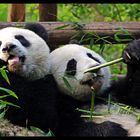 Chengdu Panda Base #5