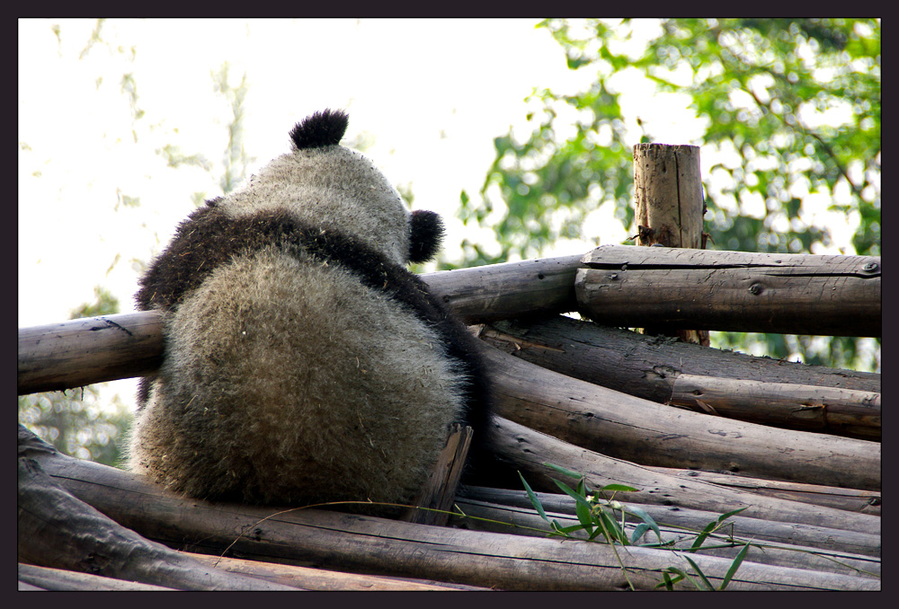 Chengdu Panda Base #6