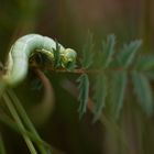 chenille