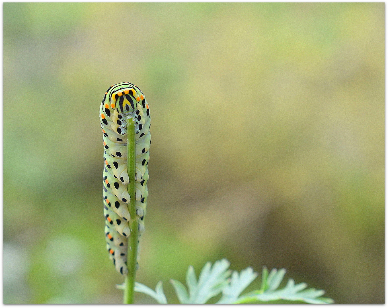 chenille