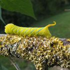 Chenille à corne