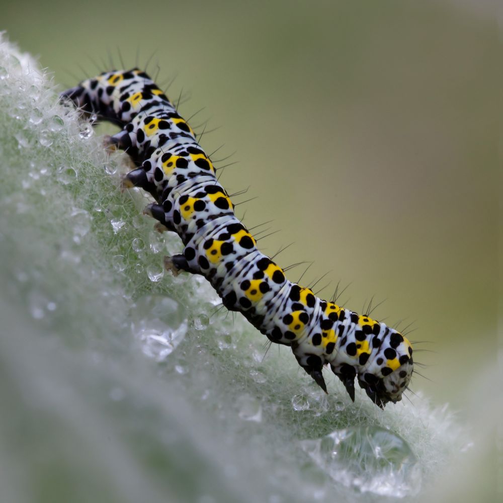 Chenille après la pluie