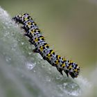 Chenille après la pluie