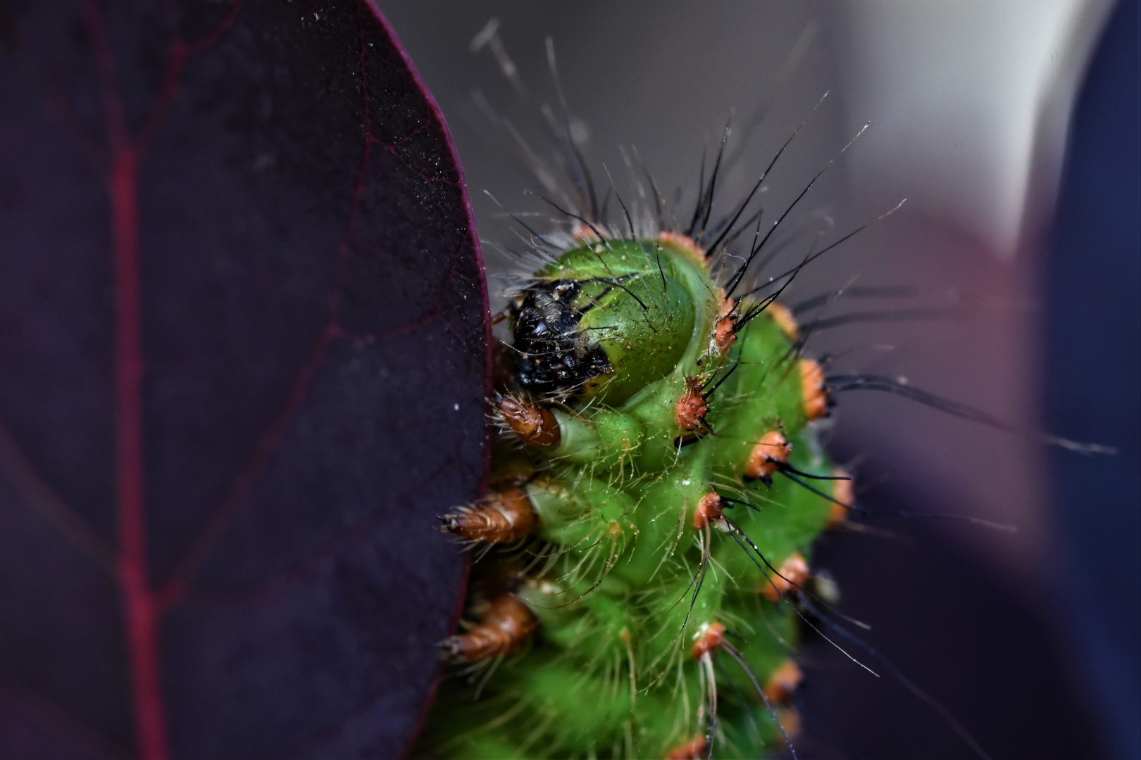 chenille au vert