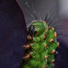 chenille au vert