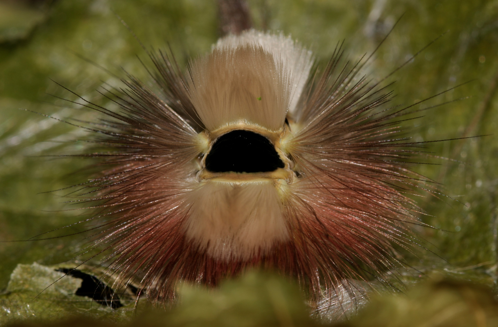 Chenille Caliateraea pudibunda sur la défensive