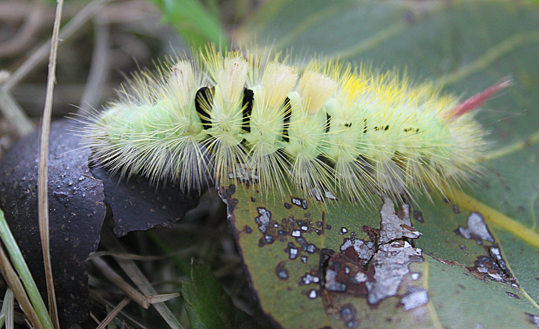 Chenille de ....