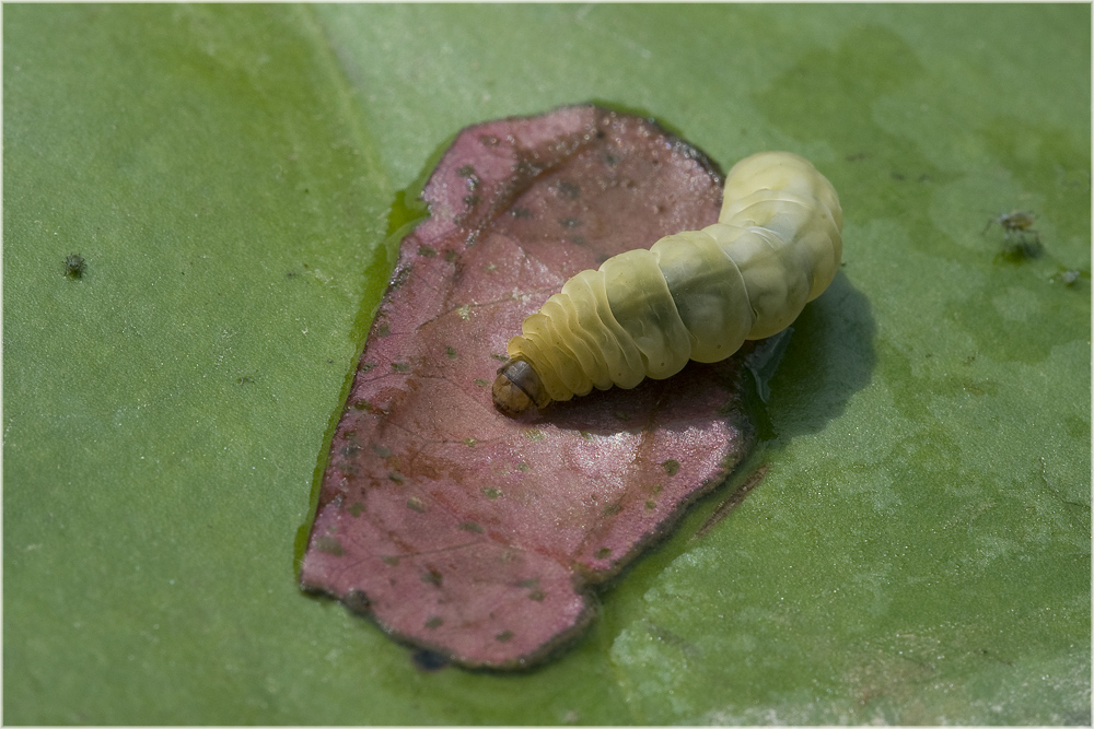 Chenille de la Pyrale du nénuphar (Nymphula nymphaeata)