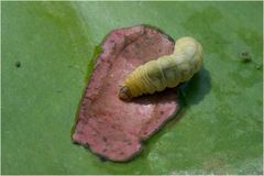 Chenille de la Pyrale du nénuphar (Nymphula nymphaeata)