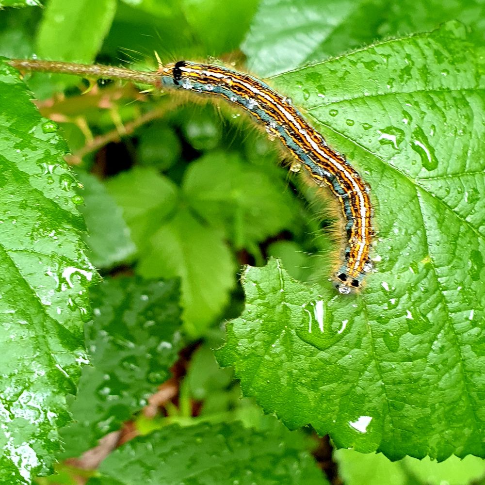 Chenille de livrée des arbres photo et image nature, france, faune