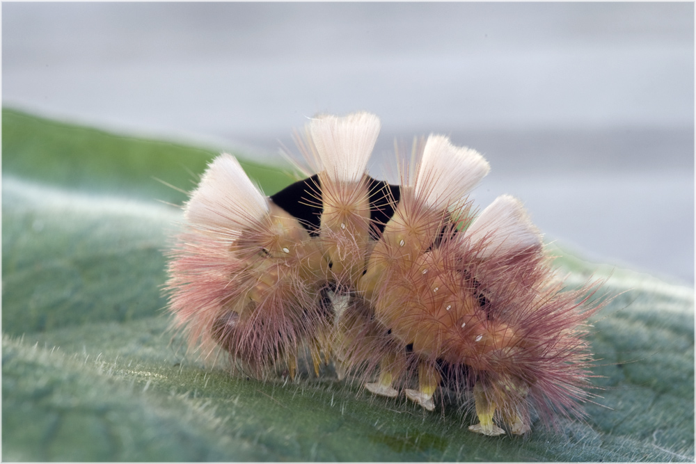 Chenille de l'Orgyie pudibonde