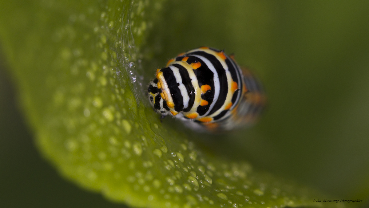 Chenille de Machaon