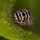 Chenille de Machaon